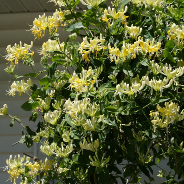 Lonicera periclymenum 'Scentsation'