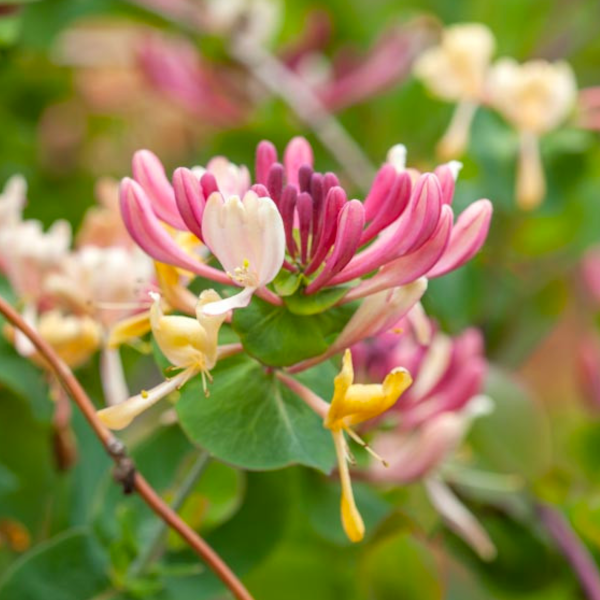 Lonicera periclymenum 'Serotina'