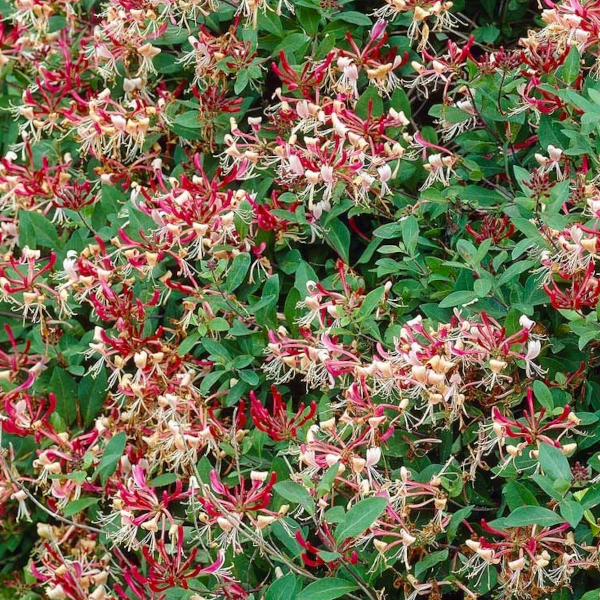 Lonicera periclymenum 'Serotina'