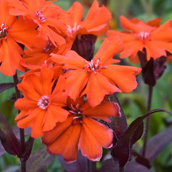 Lychnis 'Orange Gnome'