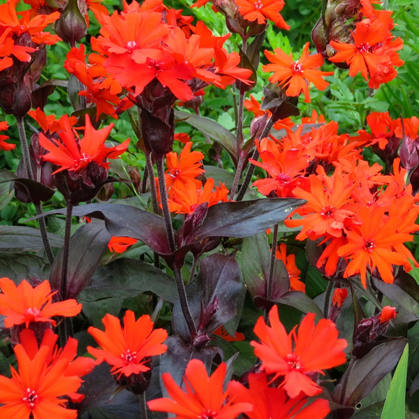 Lychnis 'Orange Gnome'