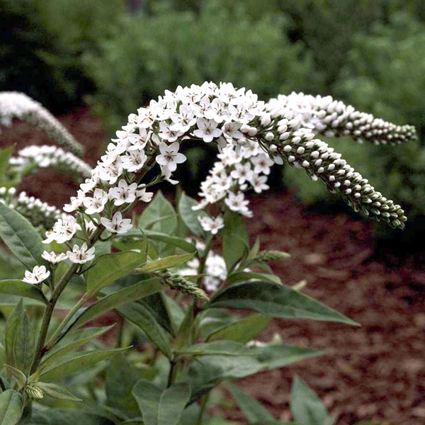 Lysimachia clethroides