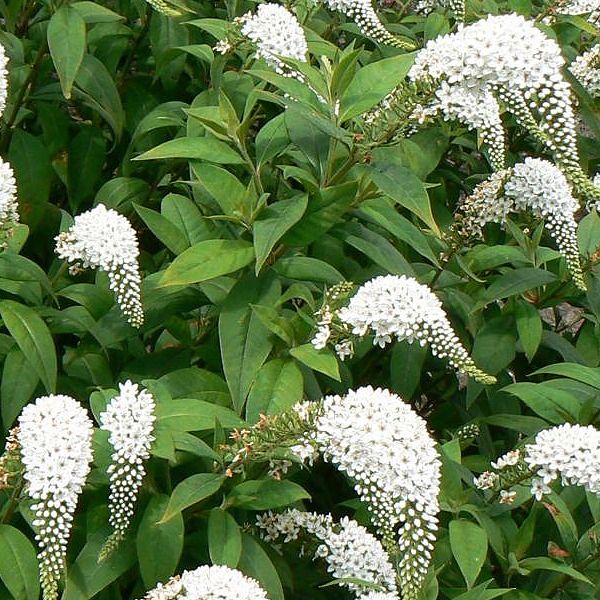 Lysimachia clethroides
