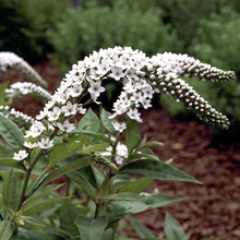 Load image into Gallery viewer, Lysimachia clethroides
