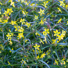 Load image into Gallery viewer, Lysimachia lanceolata
