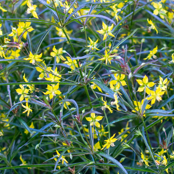 Lysimachia lanceolata