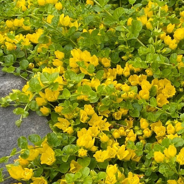 Lysimachia nummularia