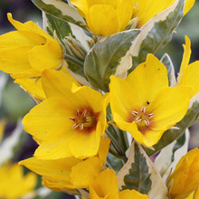 Load image into Gallery viewer, Lysimachia punctata &#39;Alexander&#39;

