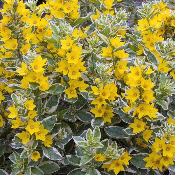 Lysimachia punctata 'Alexander'