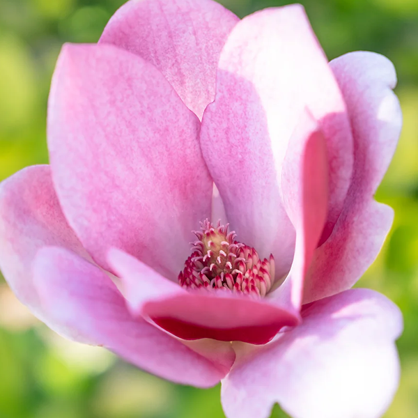 Magnolia x 'Tinkerbelle'