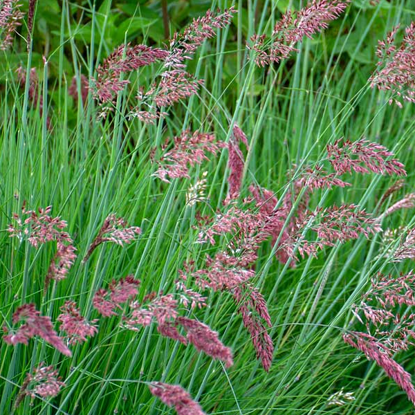 Melinis nerviglumis 'Pink Savannah'
