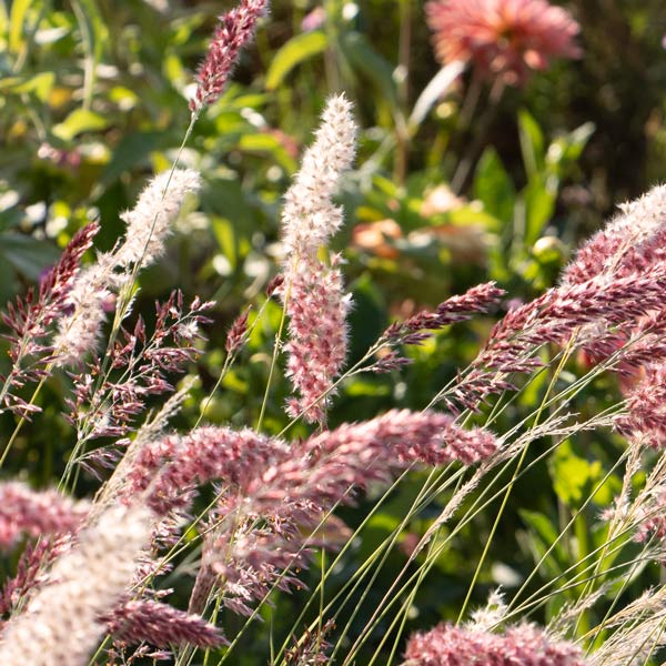 Melinis nerviglumis 'Pink Savannah'