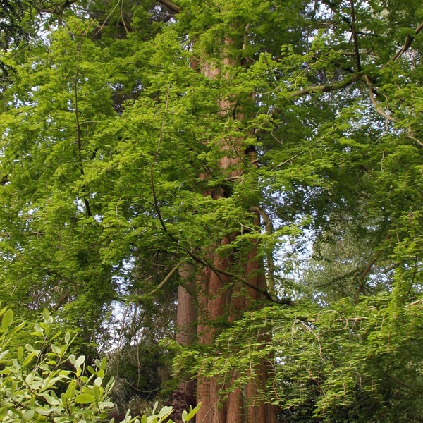 Metasequoia glyptostroboides