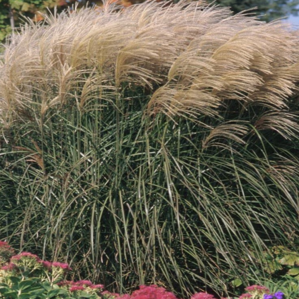 Miscanthus 'Graziella'