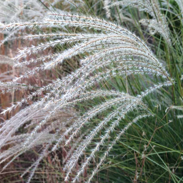 Miscanthus 'Graziella'
