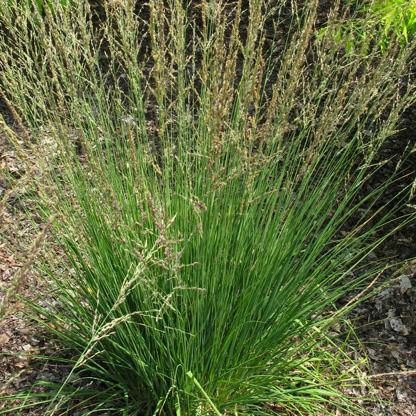 Molinia 'Moorflamme'