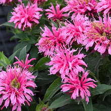 Load image into Gallery viewer, Monarda &#39;Balmy Pink&#39;
