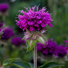 Load image into Gallery viewer, Monarda &#39;Purple Rooster&#39;
