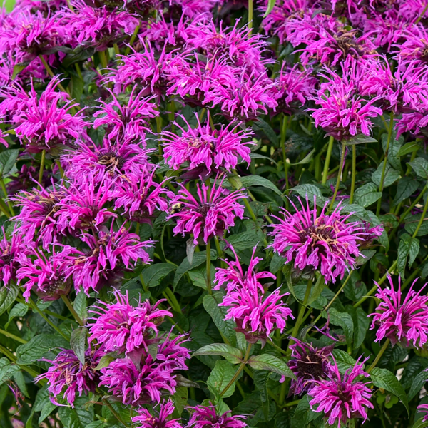Monarda 'Purple Rooster'