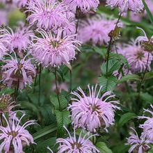 Load image into Gallery viewer, Monarda fistulosa
