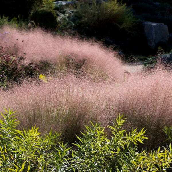 Muhlenbergia reverchonii