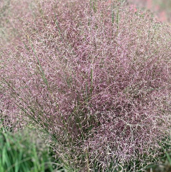 Muhlenbergia 'Rose Muhly Grass'