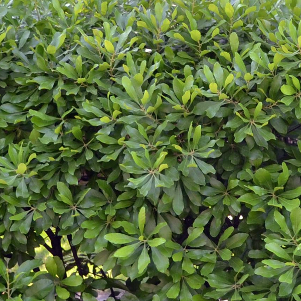 Myrica pensylvanica