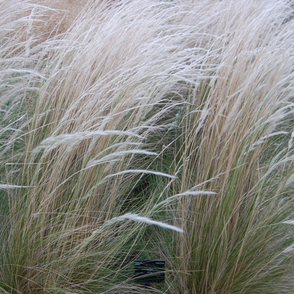 Nassella ichu