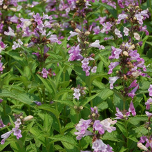 Load image into Gallery viewer, Nepeta &#39;Candy Cat&#39;
