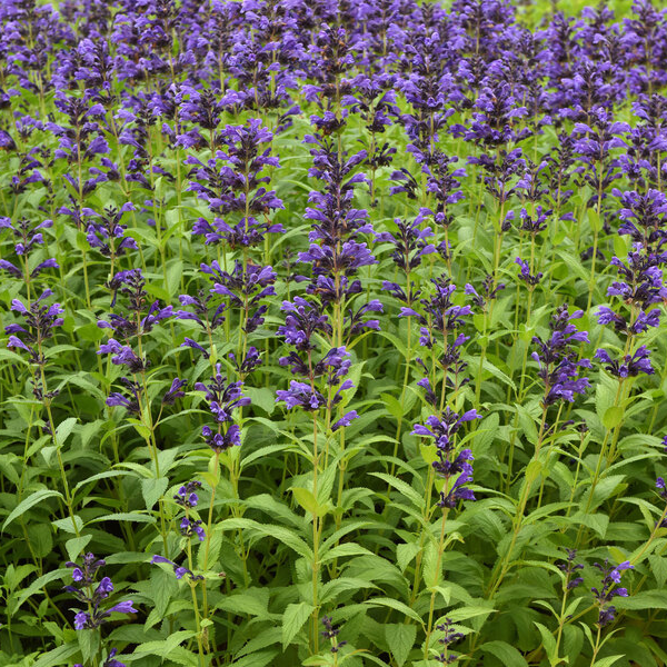 Nepeta 'Purple Prelude'