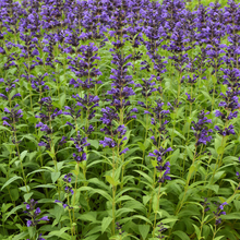 Load image into Gallery viewer, Nepeta &#39;Purple Prelude&#39;
