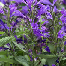 Load image into Gallery viewer, Nepeta &#39;Purple Prelude&#39;
