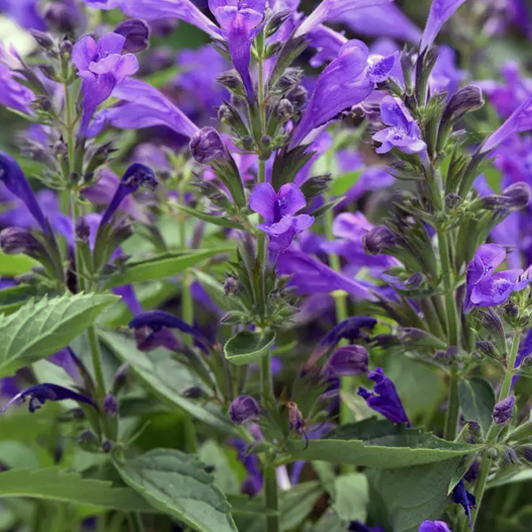 Nepeta 'Purple Prelude'