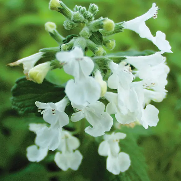 Nepeta 'Snowflake'