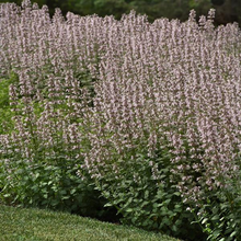Load image into Gallery viewer, Nepeta &#39;Whispurr Pink&#39;
