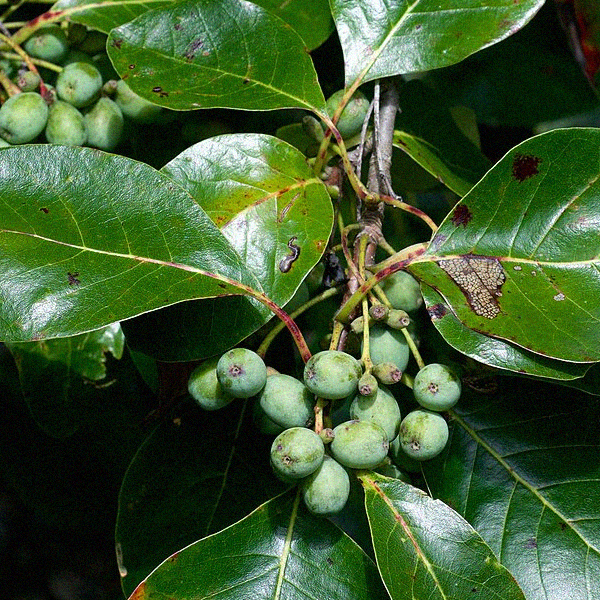 Nyssa sylvatica