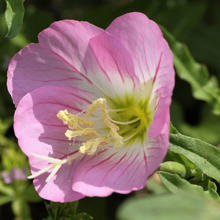 Load image into Gallery viewer, Oenothera &#39;Siskiyou Pink&#39;
