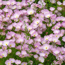 Load image into Gallery viewer, Oenothera &#39;Siskiyou Pink&#39;
