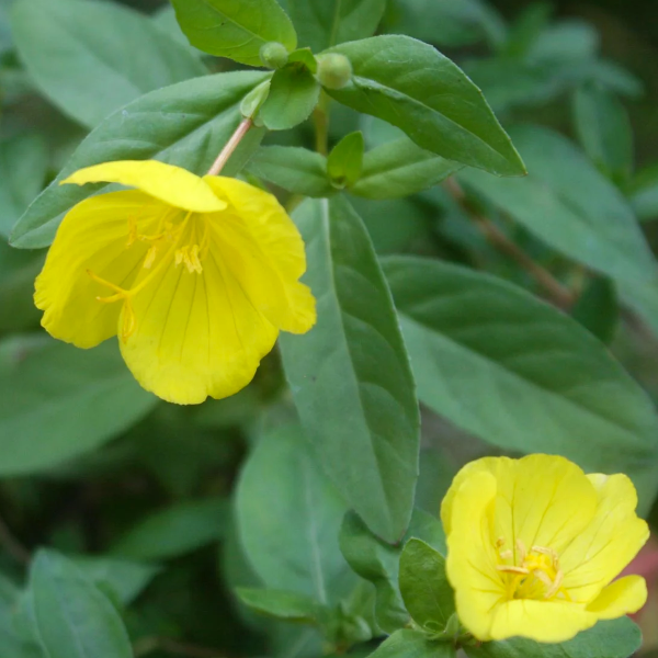 Oenothera fruticosa