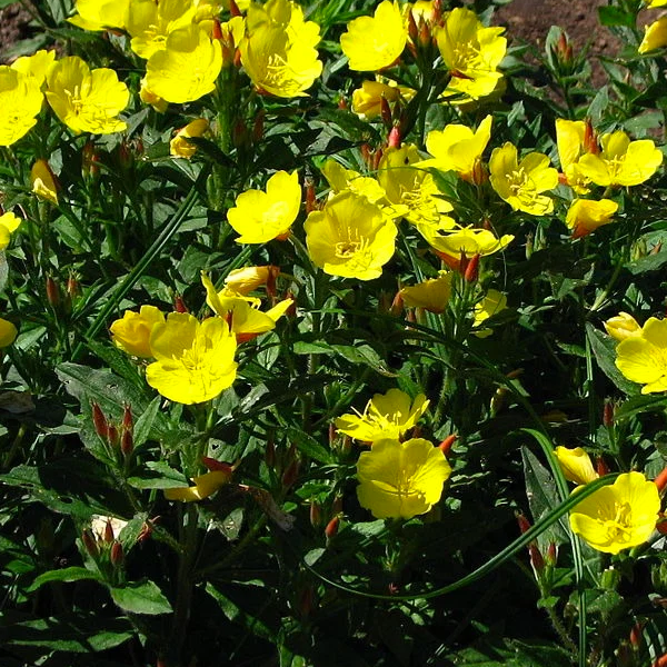 Oenothera fruticosa