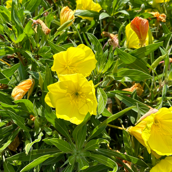 Oenothera macrocarpa