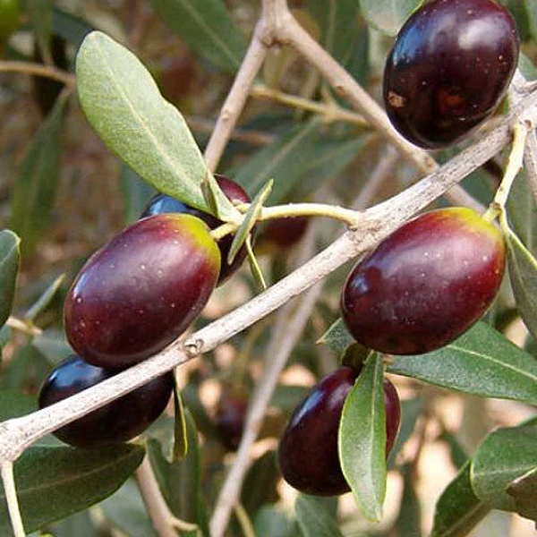 Olea europea 'Leccino'