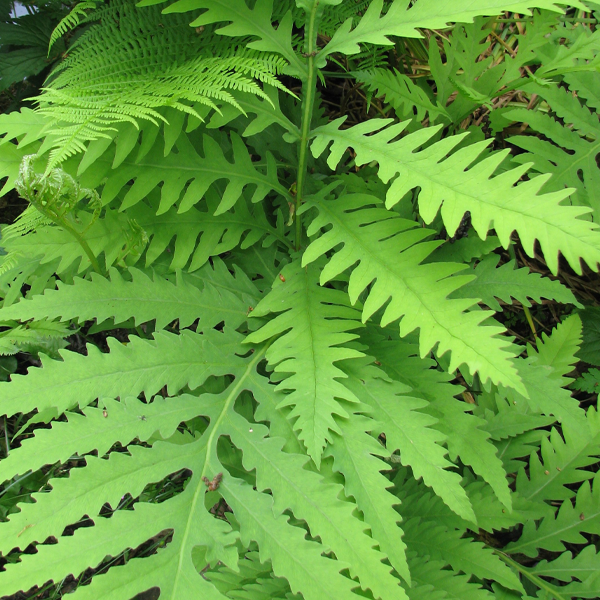 Onoclea sensibilis (Sensitive Fern)