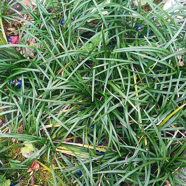 Ophiopogon japonicus