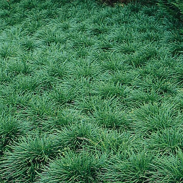 Ophiopogon japonicus