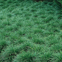 Load image into Gallery viewer, Ophiopogon japonicus
