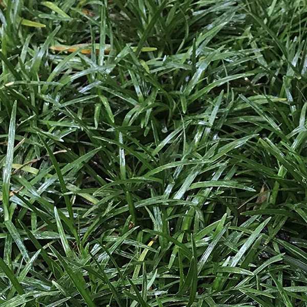 Ophiopogon japonicus 'Nana'