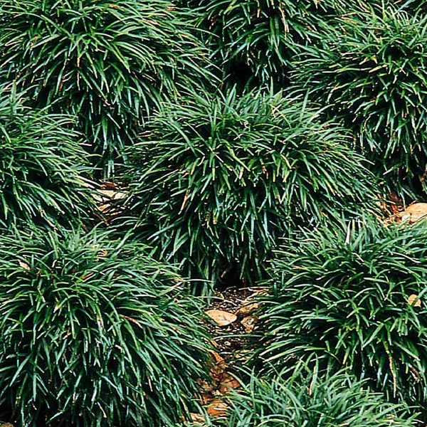 Ophiopogon japonicus 'Nana'