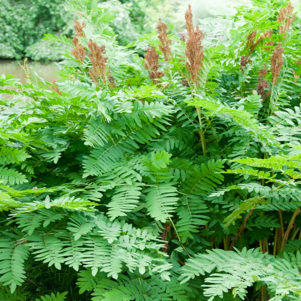 Osmunda regalis 'Royal Fern'