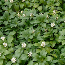 Load image into Gallery viewer, Pachysandra terminalis &#39;Green Carpet&#39;
